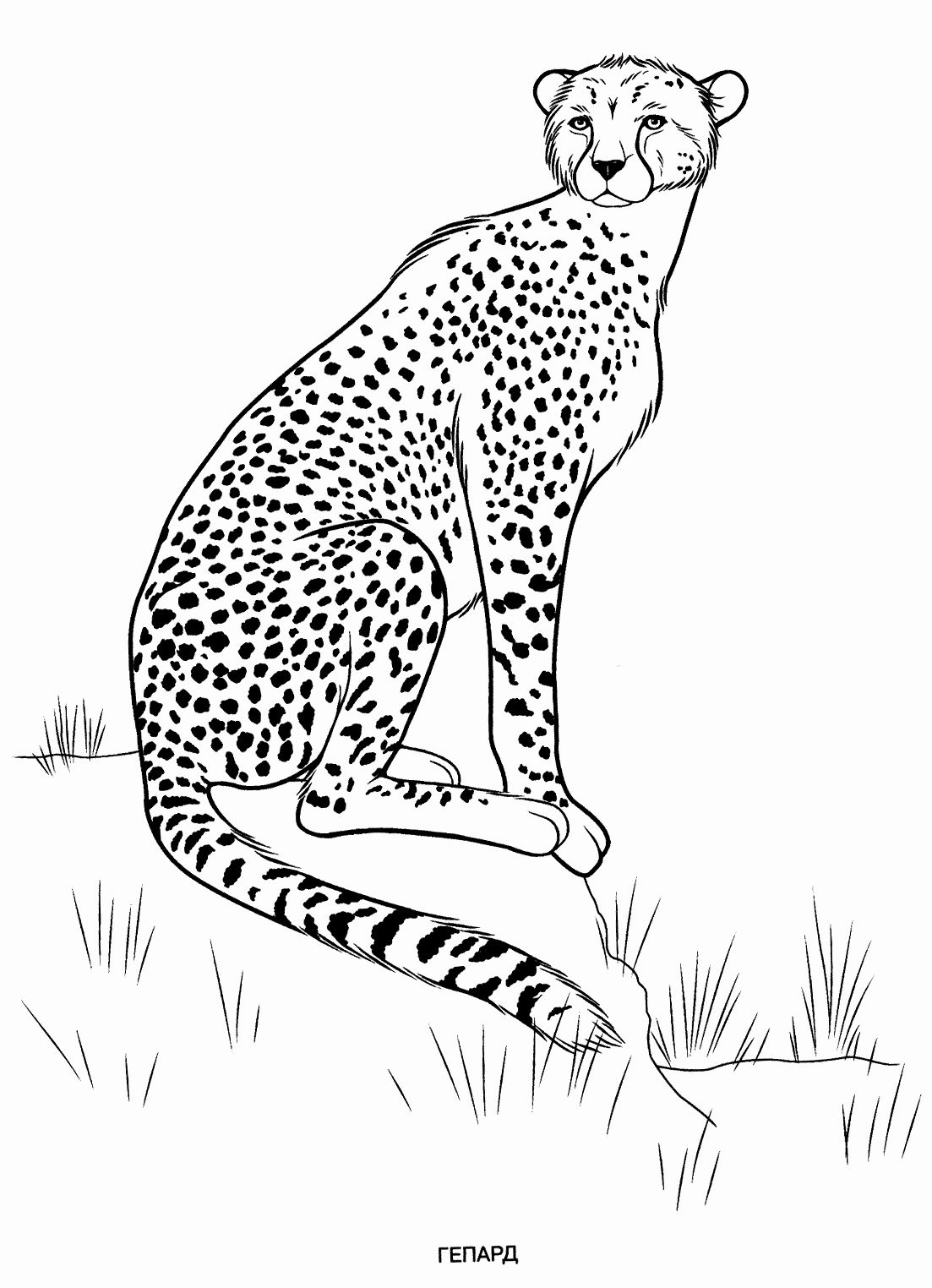 80 Free Coloring Pages Animals 85