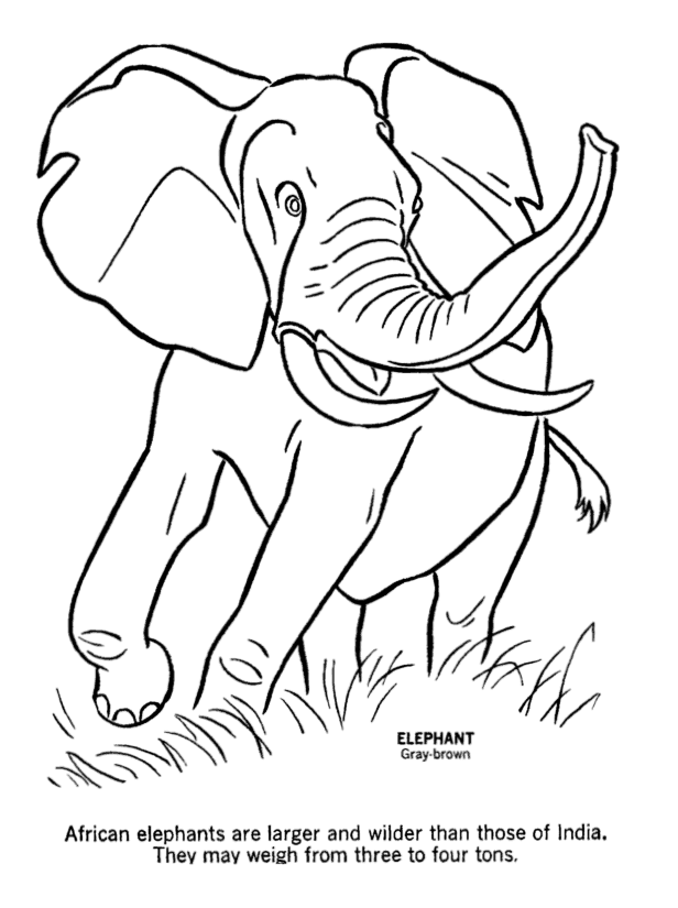 Elephant For Coloring 12