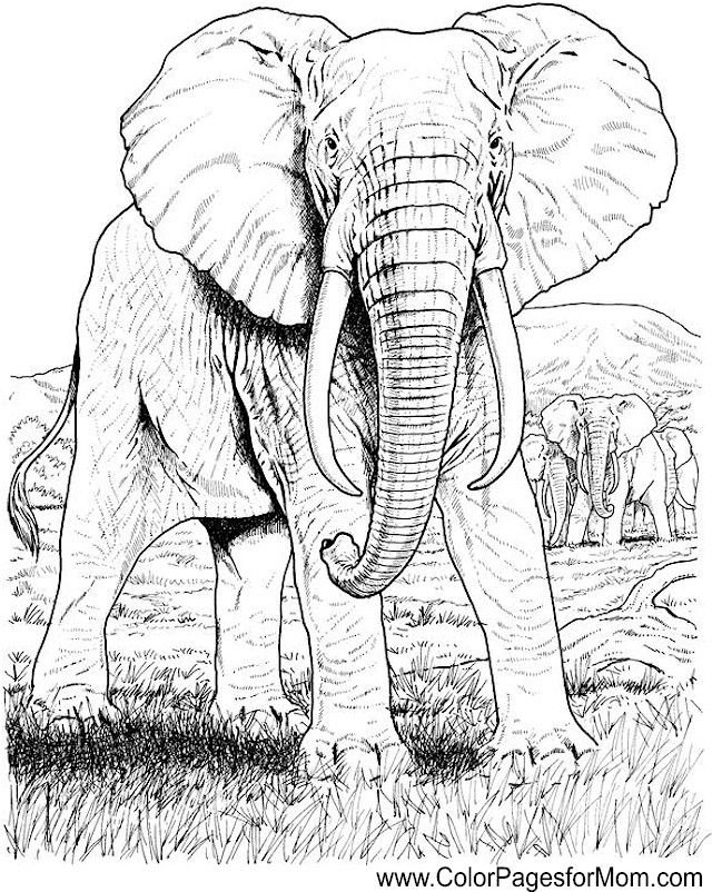 Elephant For Coloring 14