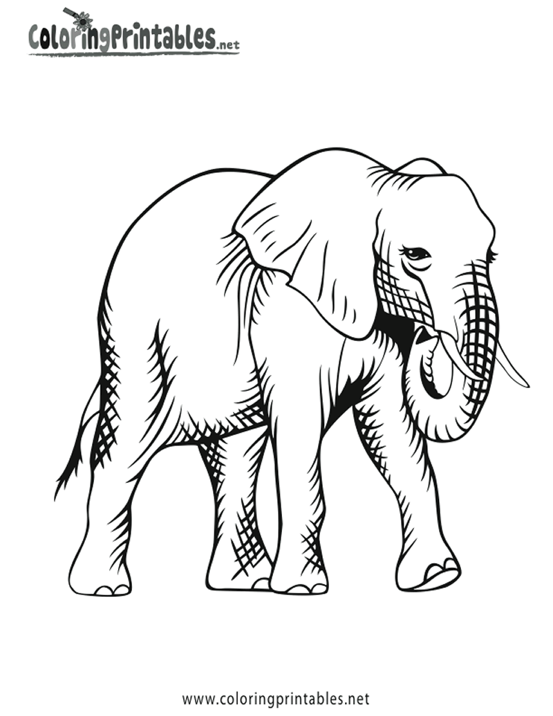 Elephant For Coloring 17