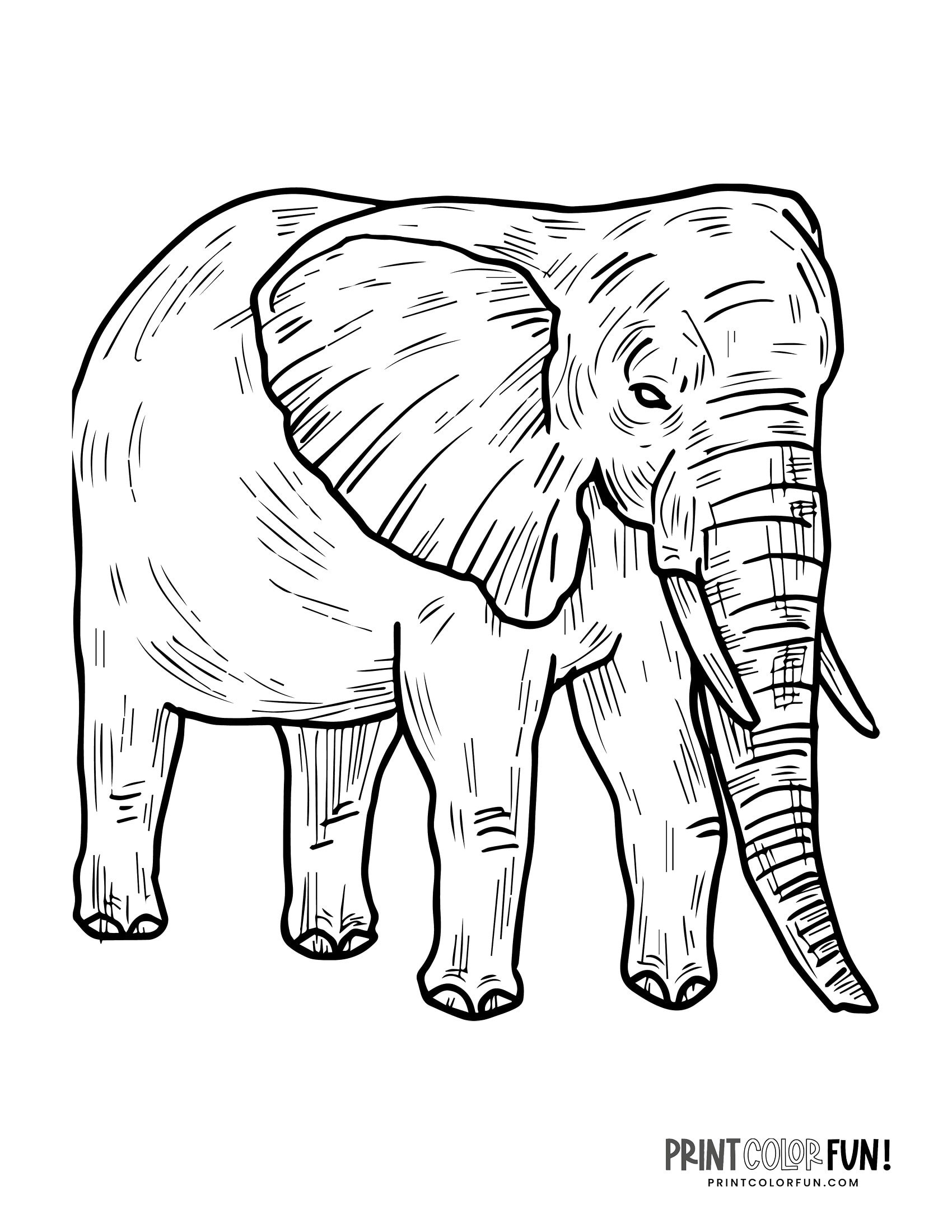 Elephant For Coloring 2