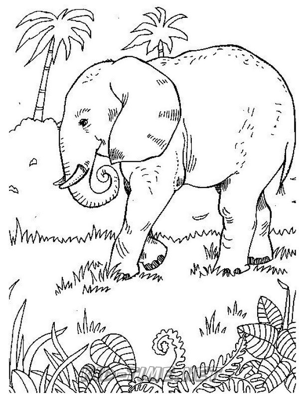 Elephant For Coloring 33