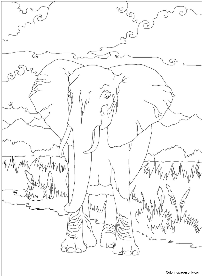 Elephant For Coloring 9