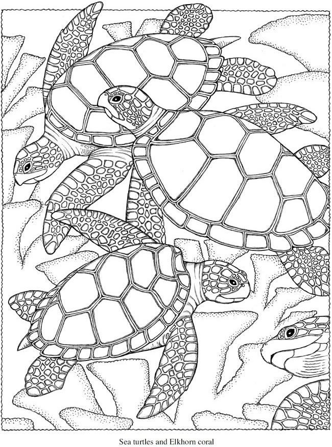 55 Coloring Page Turtle 59