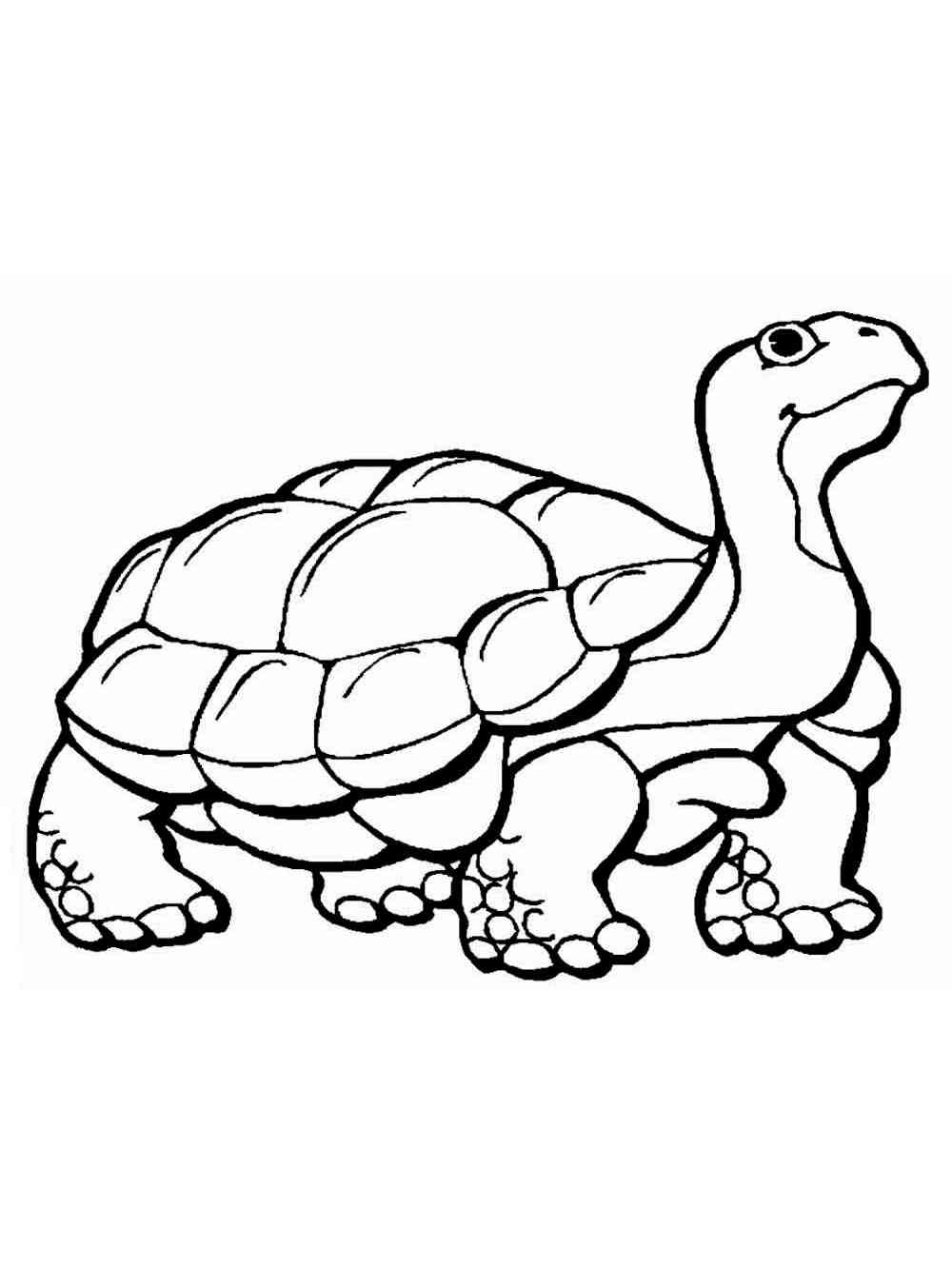 55 Coloring Page Turtle 68