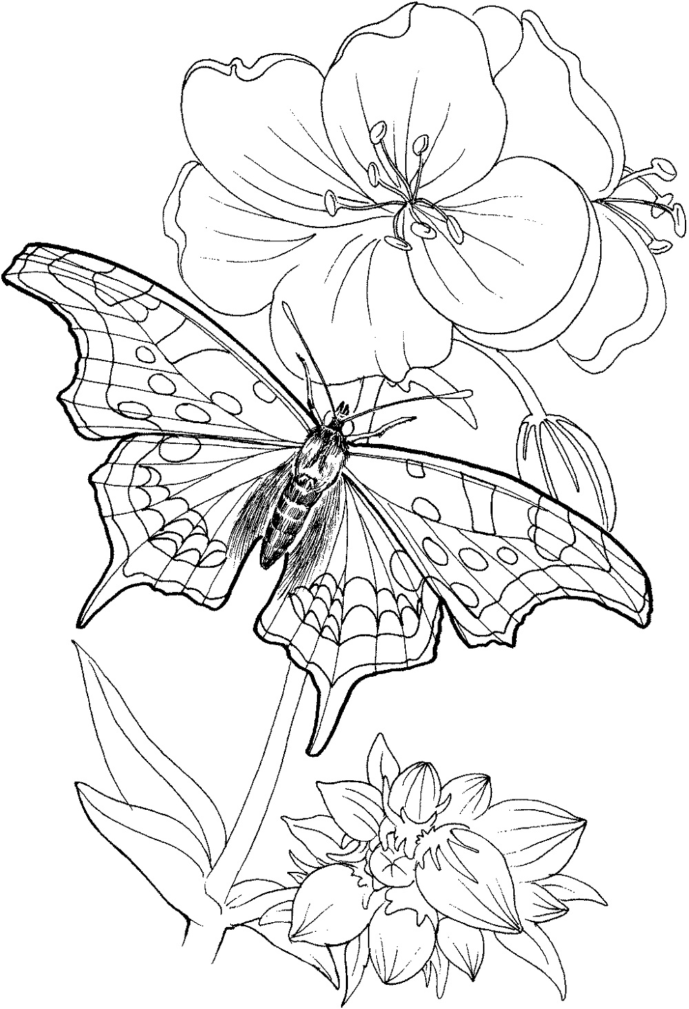 60 Printable Butterfly Coloring Pages For Free 8