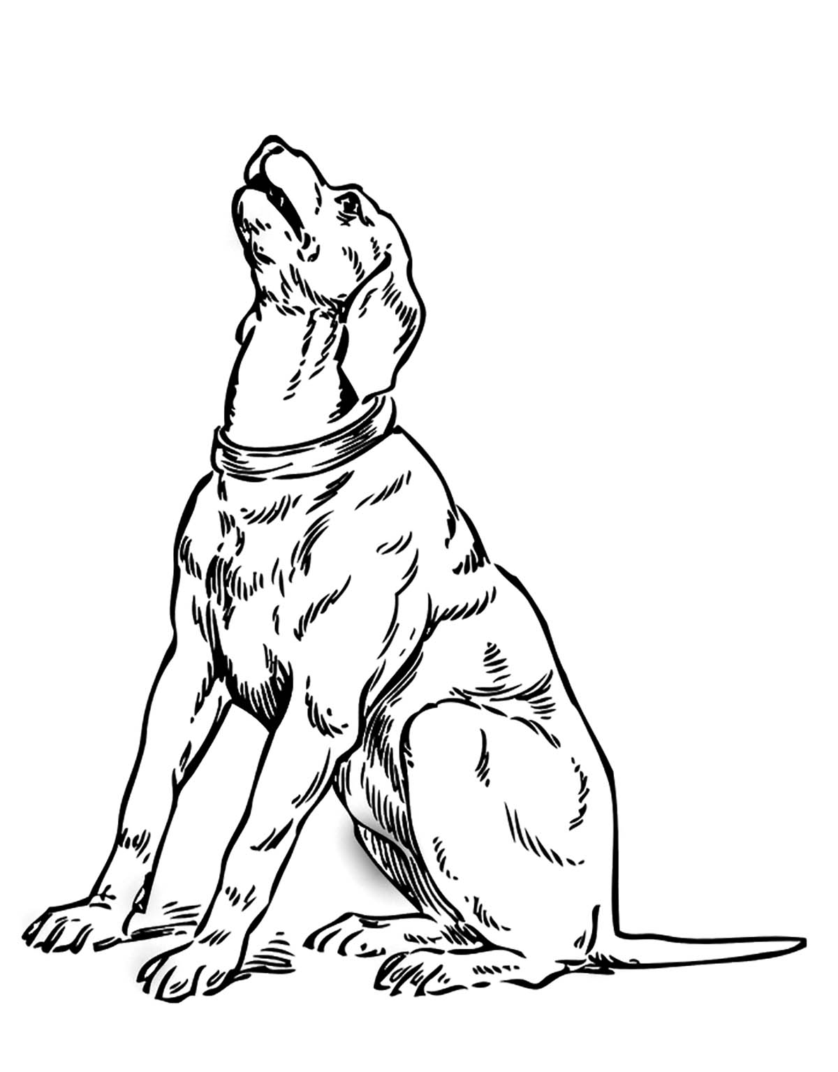 60 Printable Coloring Page Of A Dog 23