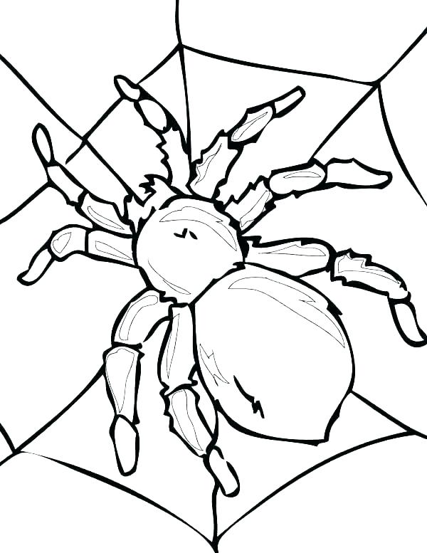 Get 85 Spider Coloring Pictures Ideas 8