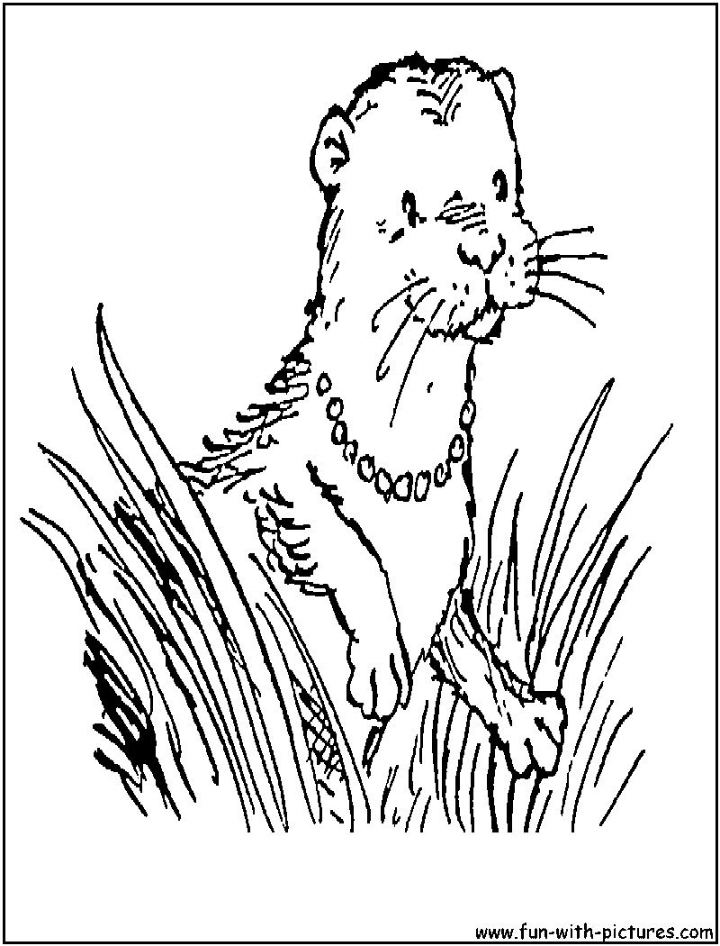 Save 60 Coloring Pages Sea Otter Ideas 40